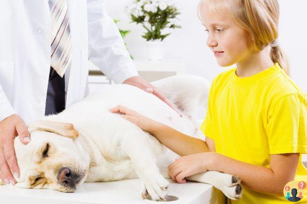¿Qué darle al perro para el dolor articular?