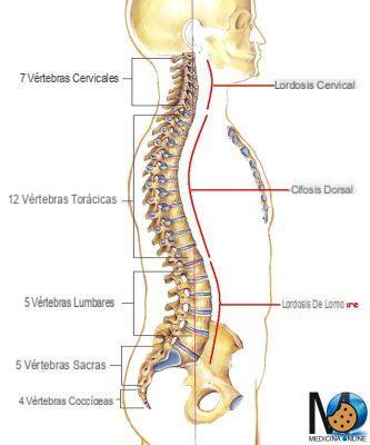 ¿De cuántas vértebras consta la columna vertebral?