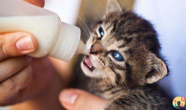 ¿Qué leche darle a los gatos?