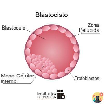 ¿Qué es un blastocisto?