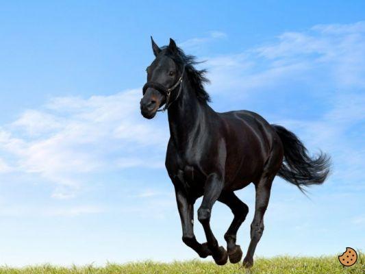 ¿Qué significa soñar con un caballo que cocea?