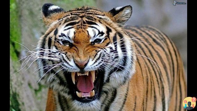 ¿Cómo se llama el verso del tigre?