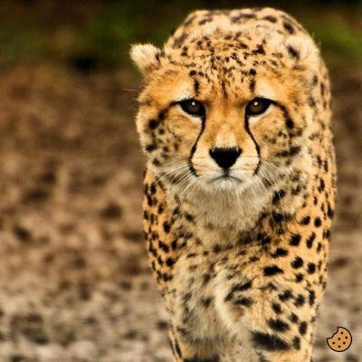 ¿Qué tan rápido es el leopardo?
