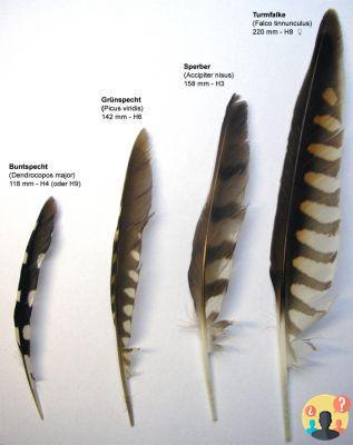 ¿Qué significa plumas?