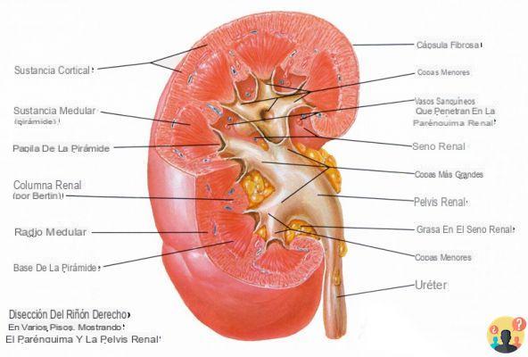 ¿Qué son los cálices de riñón?