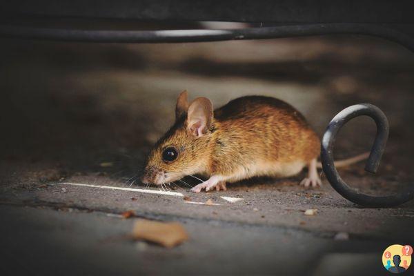 ¿Prohibido el veneno para ratas?