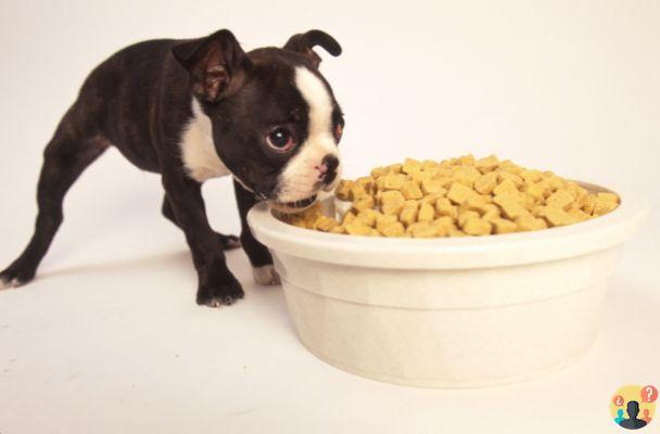 ¿Cuántos gramos de croquetas debe comer un cachorro de 3 meses?