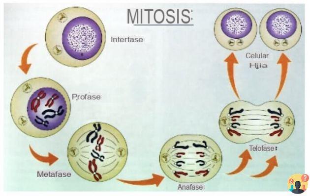 ¿En qué etapa son visibles los cromosomas en el núcleo celular?