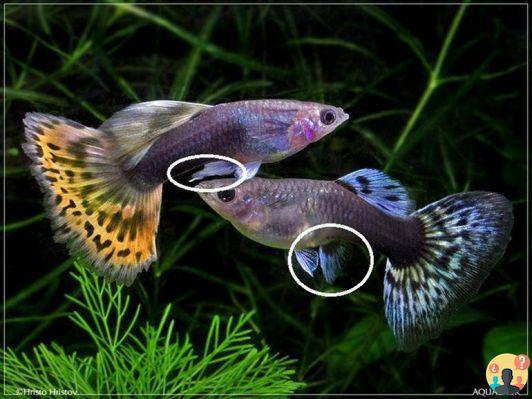 ¿Qué peces se reproducen en el acuario?