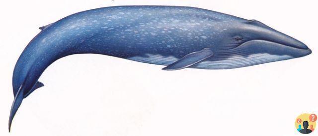 ¿Información sobre la ballena azul?