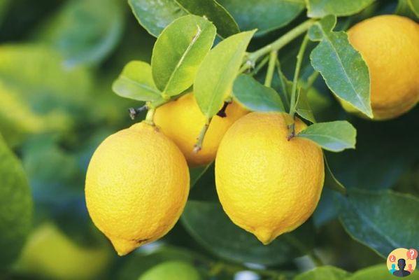 ¿Cómo se fertiliza el limón?