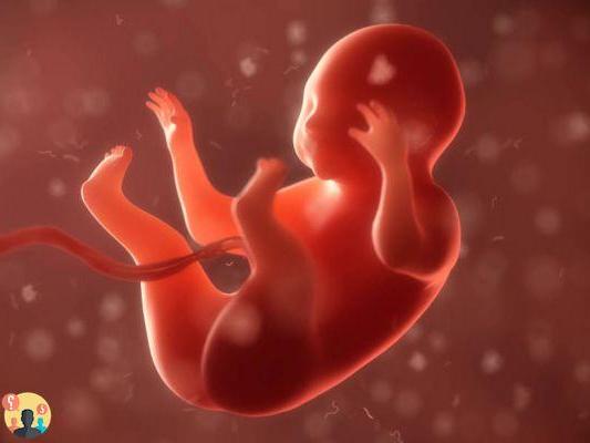 El feto tiene hipo a las cuantas semanas?