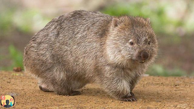 ¿Wombats con caca en cubos?