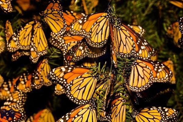¿Dónde vive la mariposa monarca?