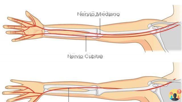 ¿De dónde parte el nervio cubital?