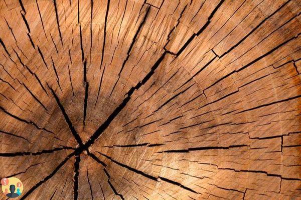 ¿Cómo se hace la madera?