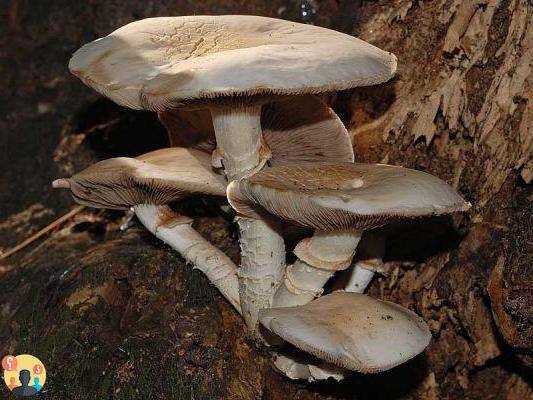 ¿Qué son los hongos saprofitos?