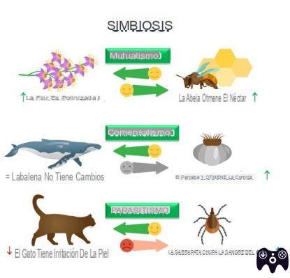 ¿Qué significa vivir en simbiosis?