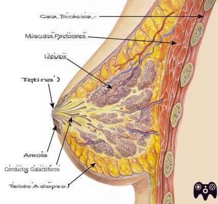 ¿Qué significa parénquima mamario?