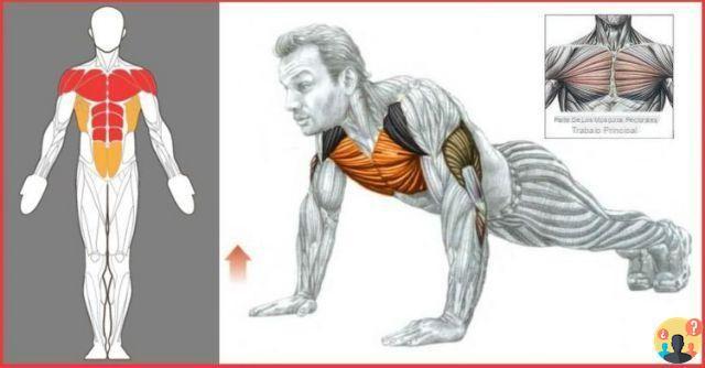 ¿Músculos activados con flexiones?