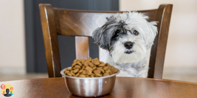 ¿El alimento seco más apetecible para perros?