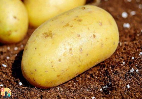 ¿Cuándo se cosechan las patatas sembradas en marzo?