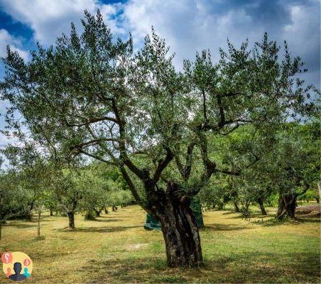 ¿Cuándo podar el olivo de jardín?