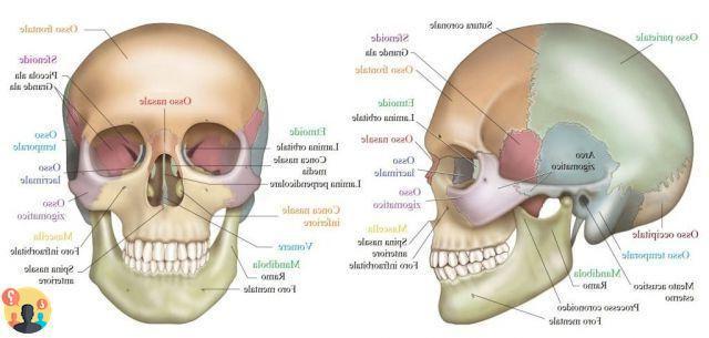 ¿Cuál es la única articulación móvil del cráneo?