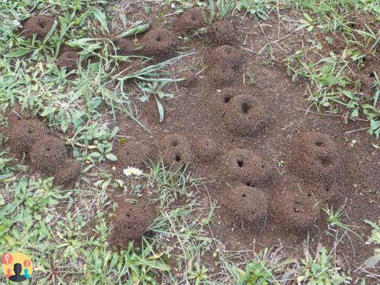 ¿Cómo eliminar los hormigueros del jardín?