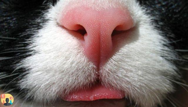 ¿Por qué mi gato tiene la nariz seca?
