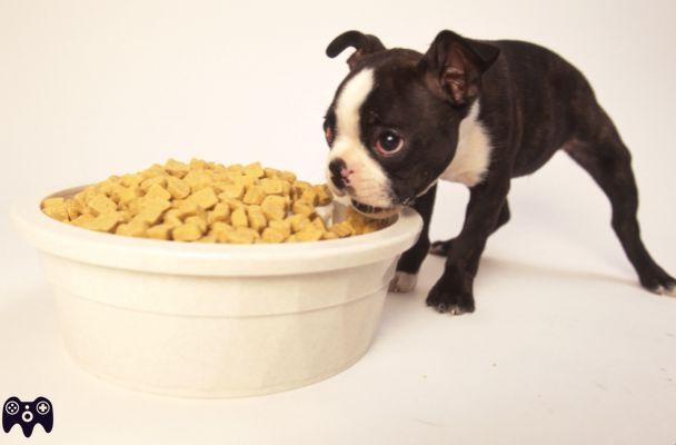 ¿Cuántos gramos de croquetas debe comer un cachorro?