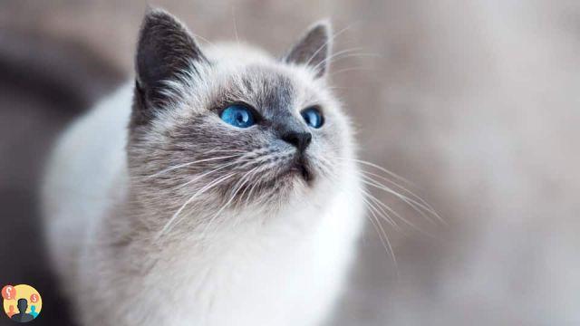 ¿Qué raza de gato es más cariñosa?