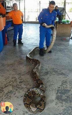 ¿Cuál es la serpiente más larga del mundo?