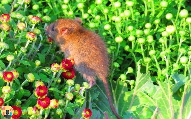 ¿Hágalo usted mismo control de roedores de ratas de jardín?