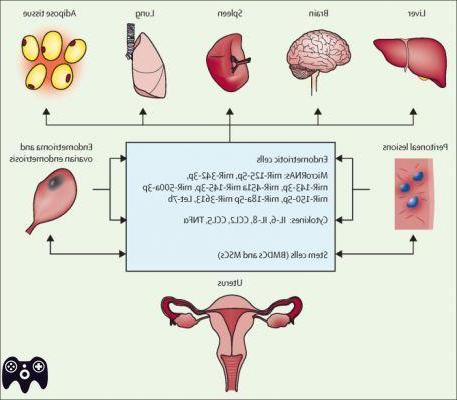¿Cómo se desprende el endometrio?