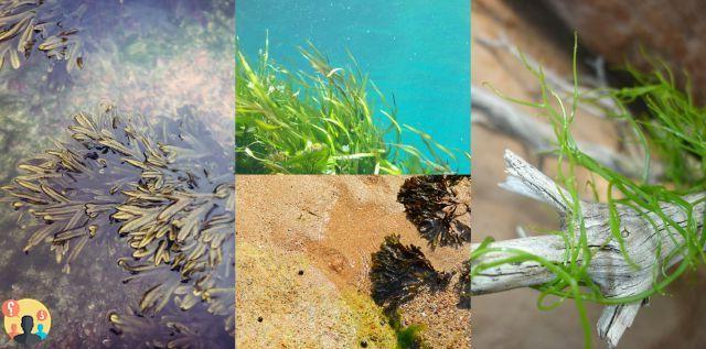 ¿Qué son las algas?