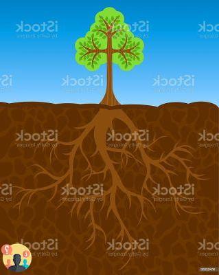 ¿Árboles de raíces profundas?