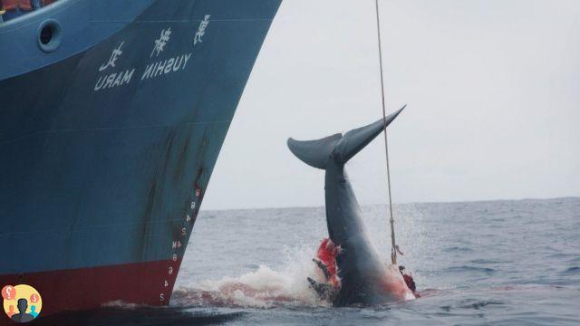 ¿Quién mata a las ballenas?