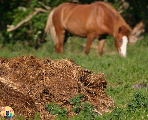 ¿Estiércol de caballo para fertilizar?
