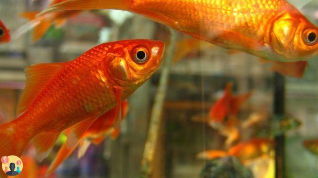 ¿Cuánto duran los peces sin filtros?