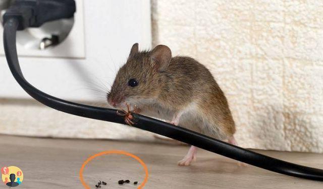 ¿Métodos para eliminar ratones?