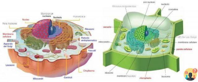 ¿Cómo se forma la célula animal?