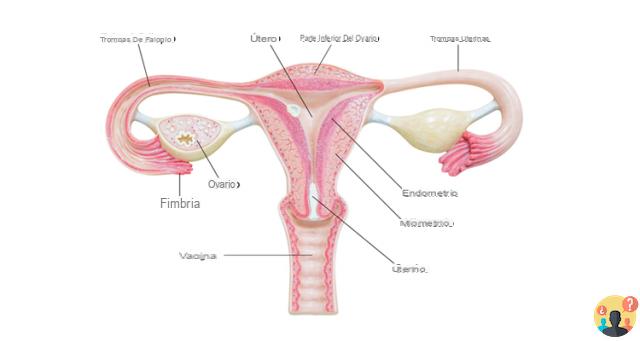 ¿Qué son los ovarios?
