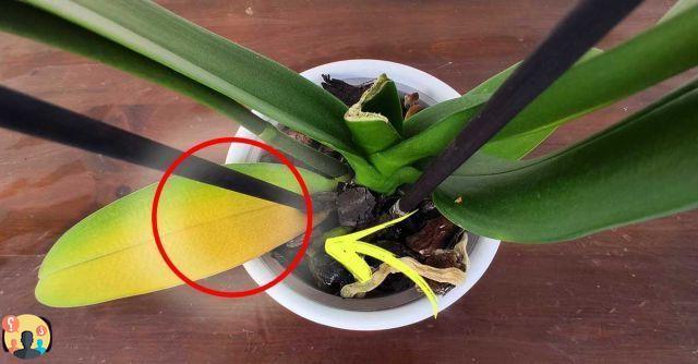 ¿Por qué la orquídea pierde hojas?