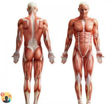 ¿Qué funciones realiza el sistema muscular?