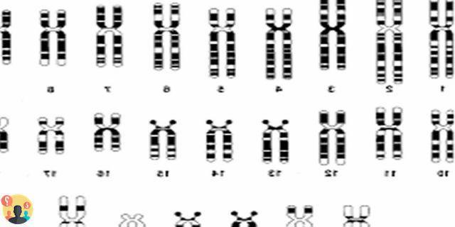 ¿Para qué sirve el bandeo cromosómico?