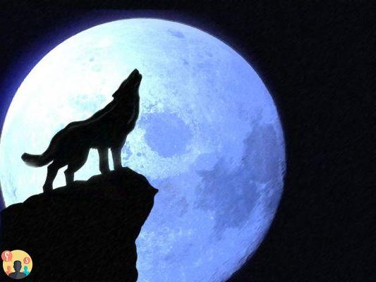 ¿Por qué los lobos aúllan a la luna?