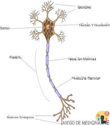 ¿Cómo es una neurona?
