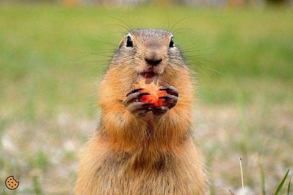 ¿Quién come marmotas?
