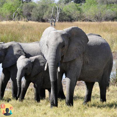 Cuánto pesa un elefante?